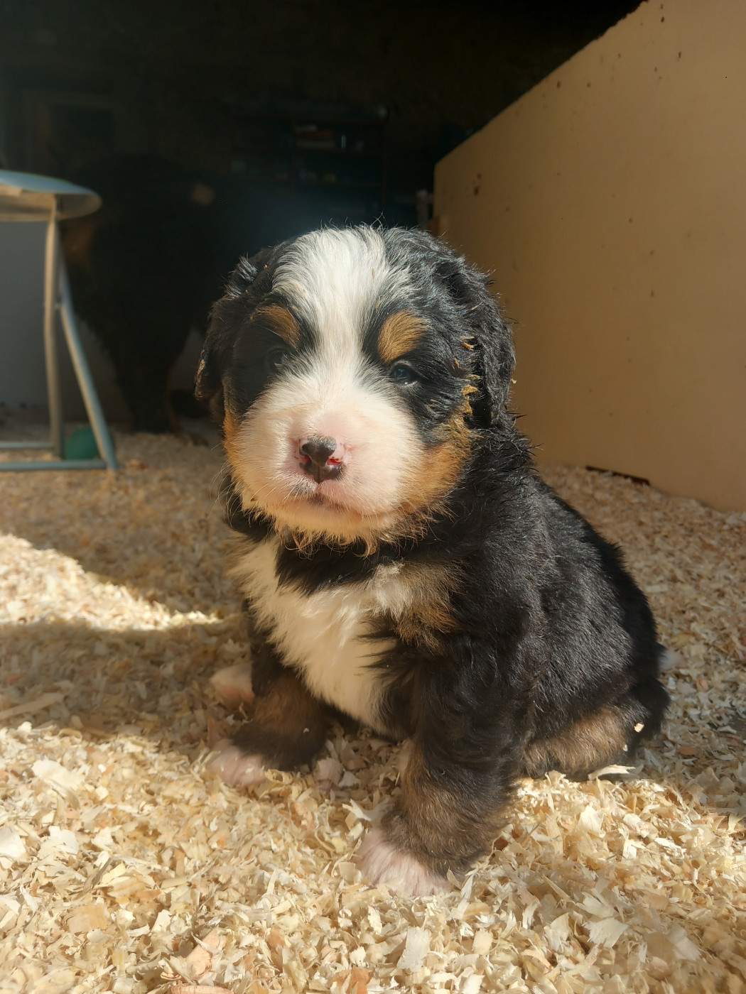 Laure Petetin - Chiots disponibles - Bouvier Bernois
