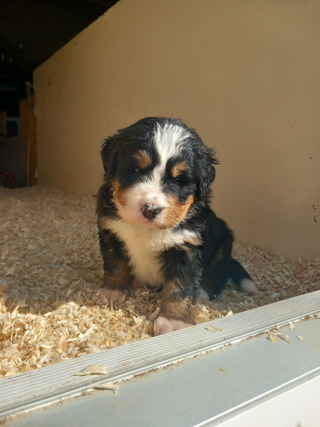 Laure Petetin - Chiots disponibles - Bouvier Bernois