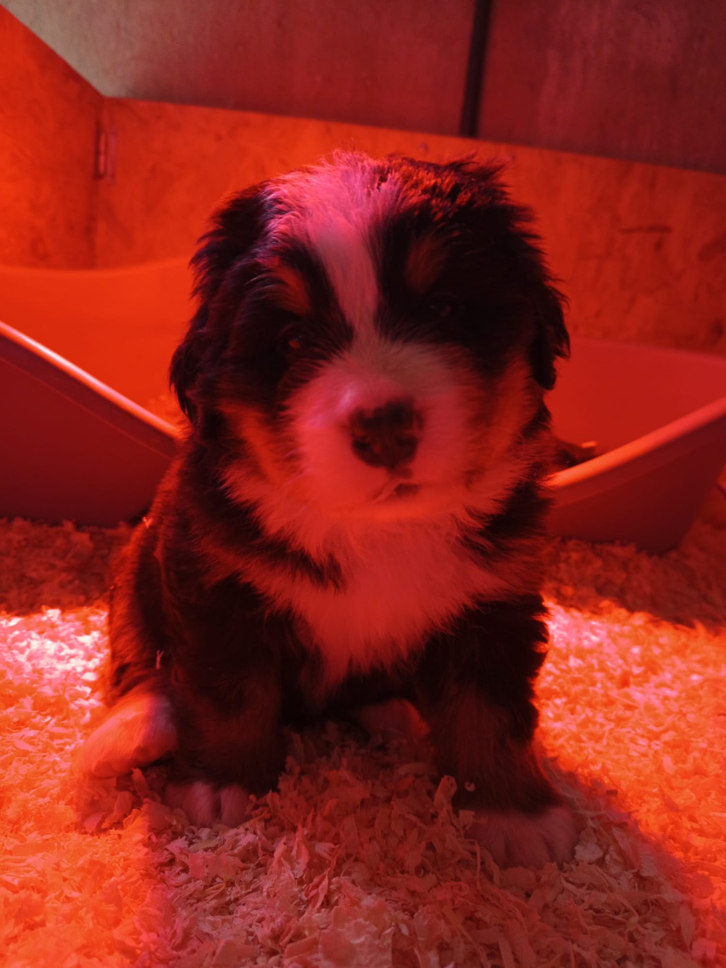Laure Petetin - Chiots disponibles - Bouvier Bernois