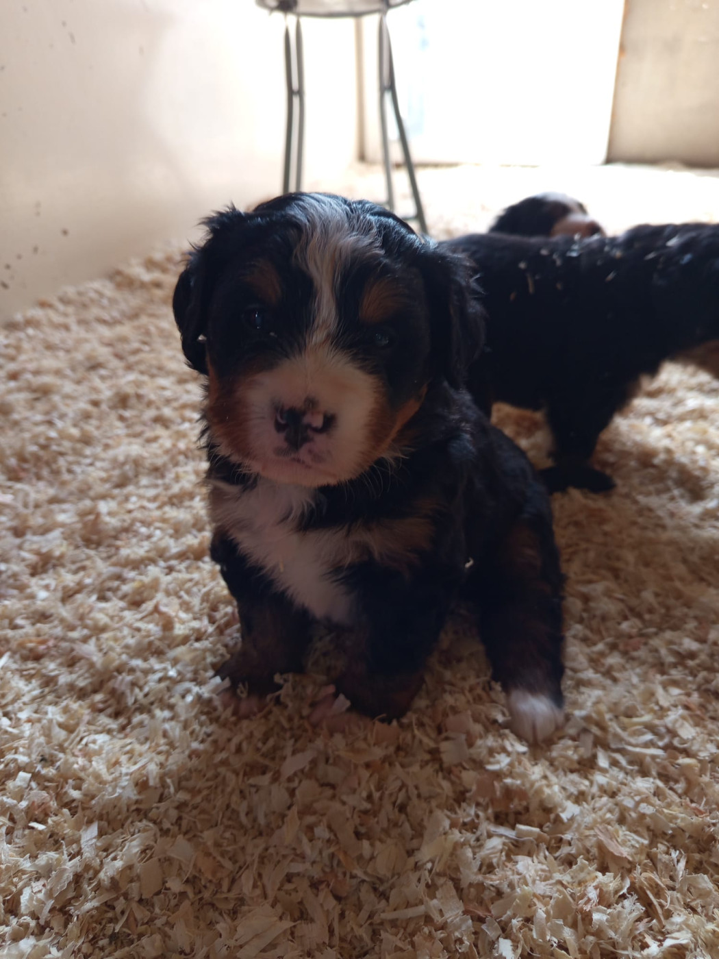 Laure Petetin - Chiots disponibles - Bouvier Bernois