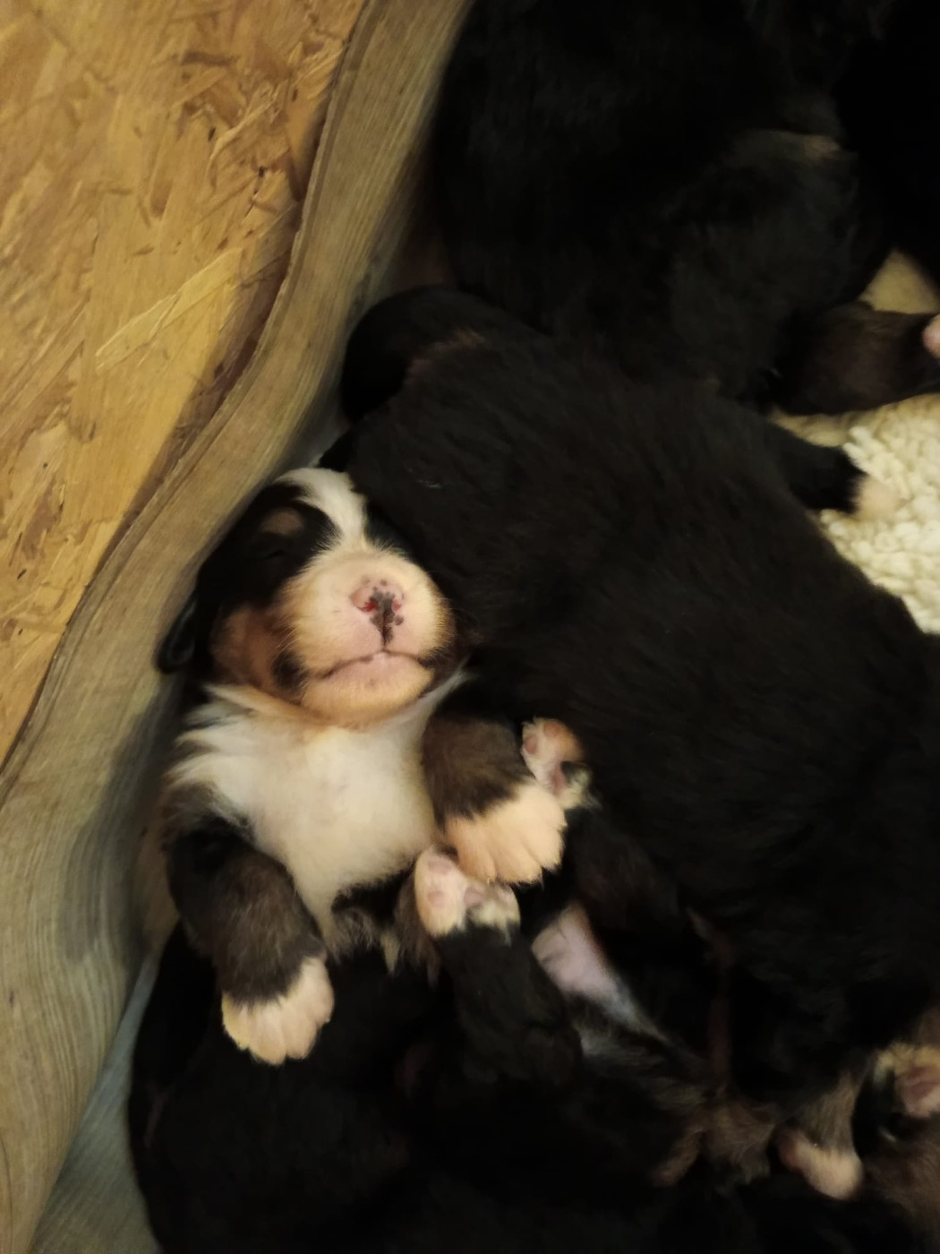 Laure Petetin - Chiots disponibles - Bouvier Bernois